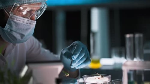 Lab Worker Inspecting Sprouts With Tweezers