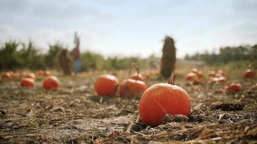 Farm Field, Yellow Pumpkins Are on the Field with Stacked in Rows of Pumpkins. Close Up. Move Camera