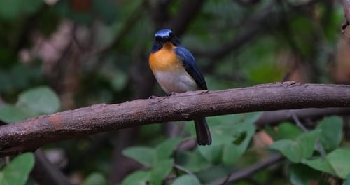 Mirando directamente a la cámara mientras está posado en una rama del bosque, el papamoscas azul indochino