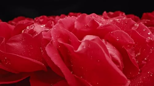 Red Roses Flowering Petals on Big Bud Dew Dropsfloral Carpet Surface Texture