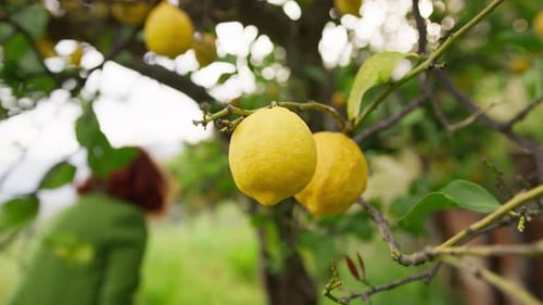 Yellow Bergamots Hanging on the Branch