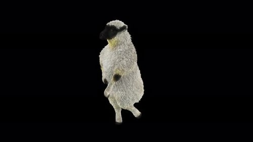 3D Animated Funny Sheep Dancing on Black Background