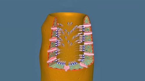 Sponge Anatomy Cross-Section 3D Animation with Labeled Parts