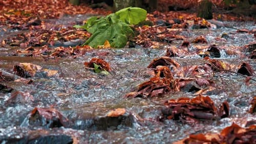 Flowing River in Autumn 4k