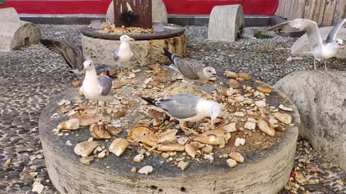 Seagulls Eating Bread Crumbs on Stone Table