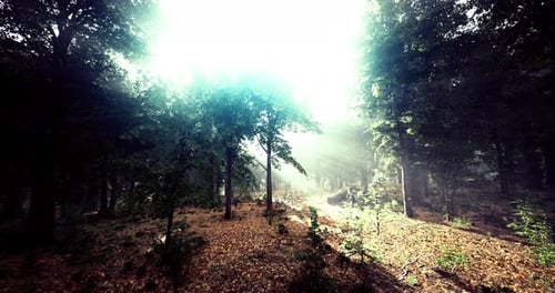 Sunlight Filters Through Trees in a Peaceful Forest During Golden Hour