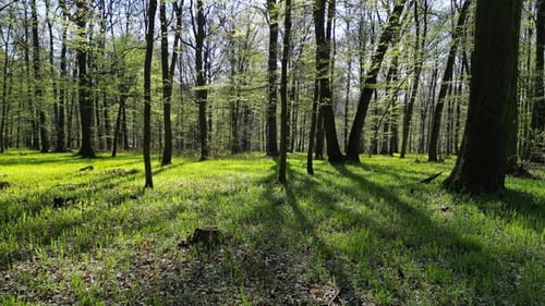 Moving in Spring Forest with Sunshine