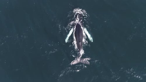 Vista aérea do oceano com ondulações e atividade de salpicos de baleias