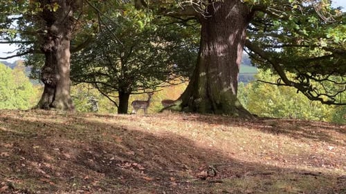 Video footage of wild deer, stag grazing in the countryside under wooded area. Deer feeding, running