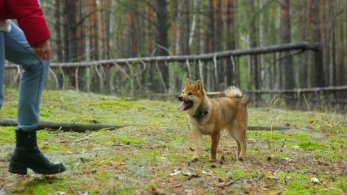 Shiba Inu Dog Runs to Woman in Forest