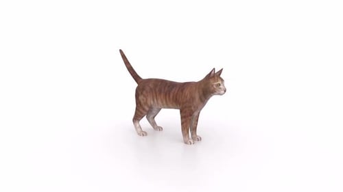 3D Model of a Brown Striped Cat