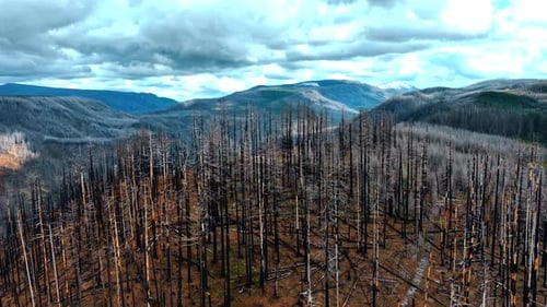 Dead forest covering the top of the mountain. Result of a wildfire from the lightening.