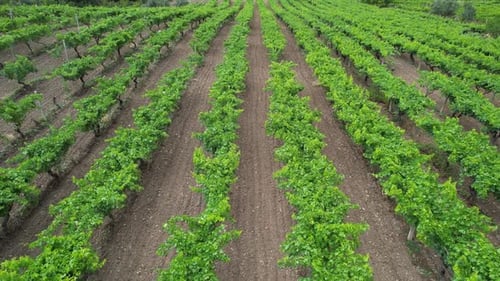 Campos de viñedos aéreos