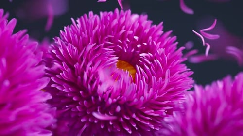 Seamless 3D loop of aster flowers and floating petals.