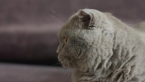 Profile Closeup Scottish Fold Cat Fur Texture Highlighted Folded Ears Visible Contemplative Side