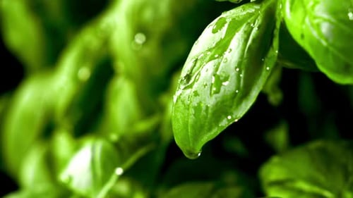 Close Up Of Basil Leaves With Water Droplets