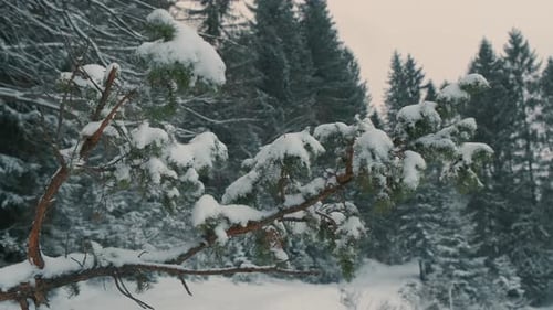 SnowCovered Branches Within a Serene and Peaceful Winter Forest Landscape Scene