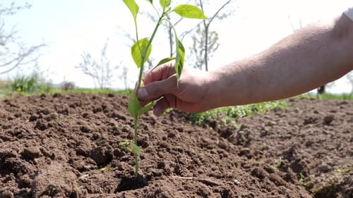 P211. Planting pepper seedlings in the prepared soil. Care and cultivation of pepper.
