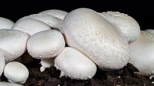 Cluster of White Mushrooms Growing on Dirt