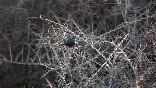 Männlicher Sonnenvogel auf abfliegendem Ast