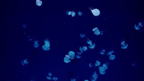 Many Jellyfish Floating in a Blue Lit Aquarium