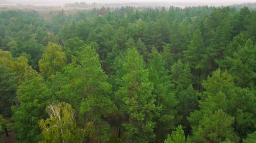 Forêt, bois, arbre, pin, Drone, images aériennes, plantes vertes
