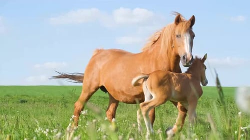 Uma família de cavalos marrons, uma mãe, um filhote estão caminhando em um prado verde