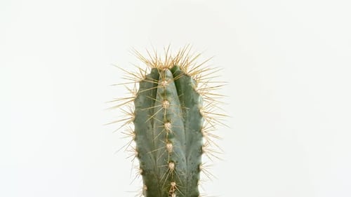 Detailed View of Big Round Cactus with Spikes Growing on a White Background