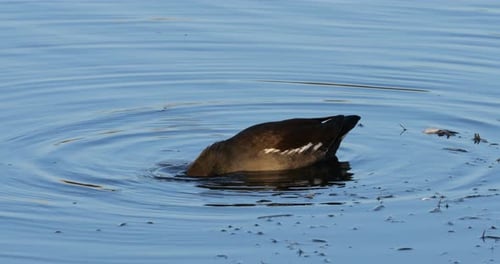 Common moorhen ((Gallinula chloropus), the Camargue, France