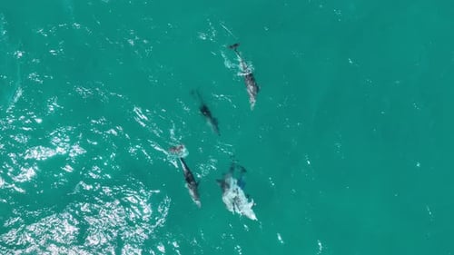 Pod of Dolphins Mating RARE Drone shot of Dolphins Reproducing and Mating, close up top down drone s
