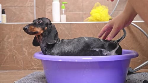 Dachshund Dog Getting Bathed in Lavender Basin