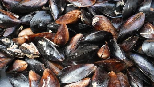 Fresh Mussels in Shells