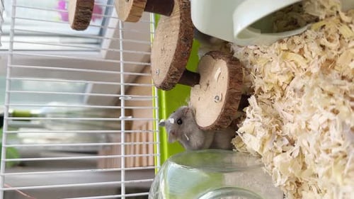 Grey Hamster Eating in a Wire Cage