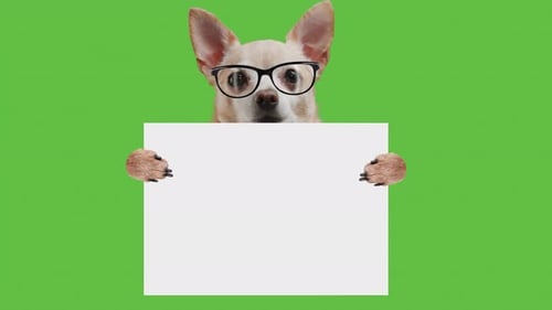 Cute Smart Puppy Dog with Glasses is Holding a Paper Banner with Copy Space for Text on Green Screen