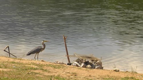 Great blue heron bird flying away over lake, slow motion