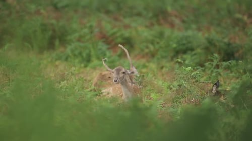 Deer Resting Peacefully in Green Forest
