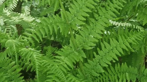 Nahaufnahme von leuchtend grünen Farnwedeln, die auf dem Waldboden wachsen und sich sanft wiegen