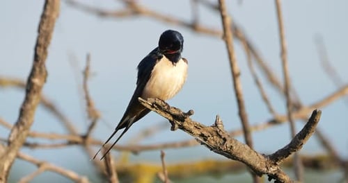 A Barn Swallow (hirundo rustica) perched on a branche, the Camargue, Southern France