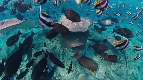 Stingrays and Fish Swim in the Sea Underwater Footage of the Vivid Sea Full of Marine Life