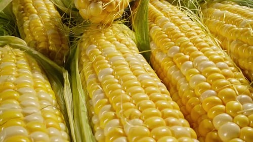 Close Up of Fresh Yellow Sweetcorn on the Cob