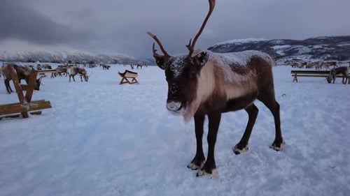 Herd of reindeers looking for food in snow, Tromso region, Northern Norway
