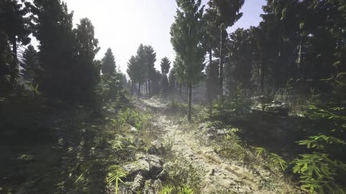 Realistic Forest Path Flythrough Animation