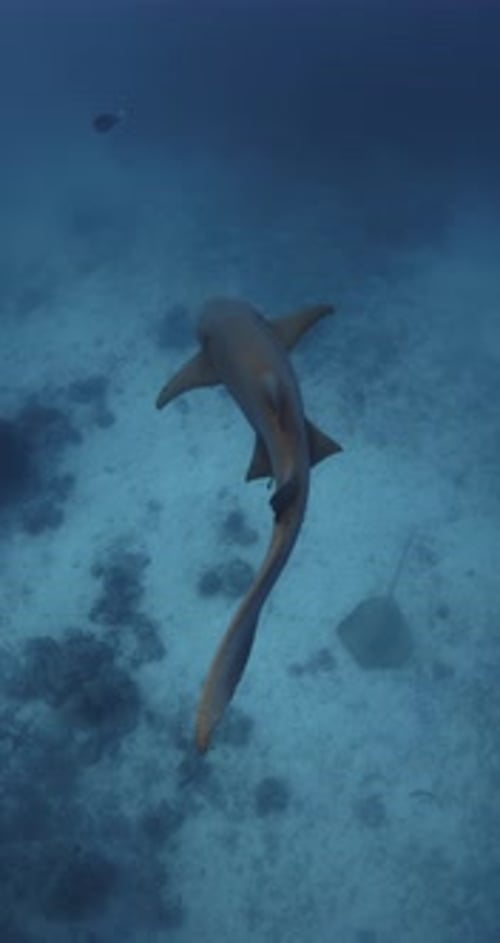 Nurse Shark Swim Underwater in Transparent Blue Ocean Close Up with Nurse Sharks Vertical Screen