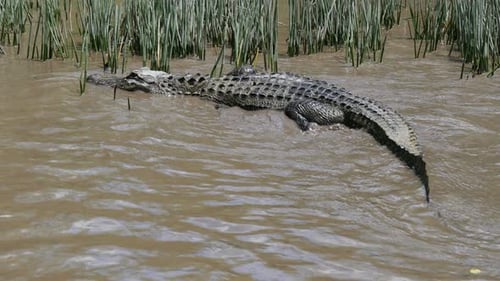 Crocodile in the River Adventure