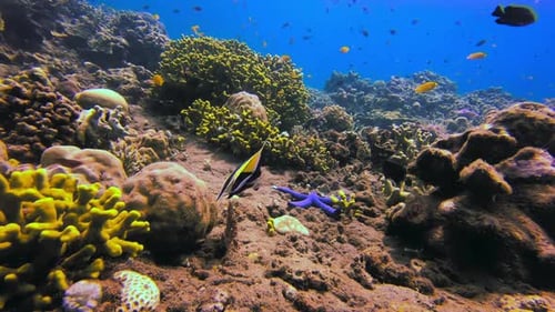 Epic underwater shot of bannerfish swimming with other tropical marine species in healthy coral gard