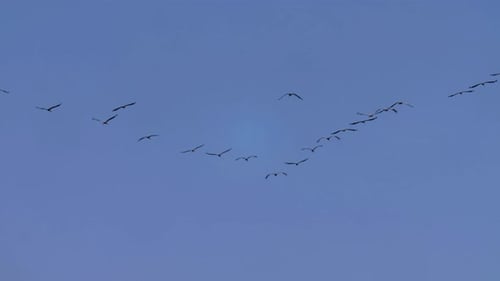 Common Cranes flying in v formation