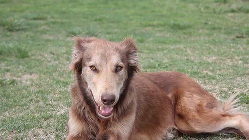 Stray Dog Lying Down on Green Grass.