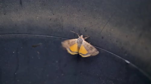 A large yellow underwing moth clinging to the side of a bucket and flapping its wings, highlighting