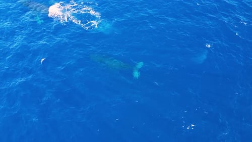 Aerial view of humpback whale swimming in Pacific Ocean, Hawaii.