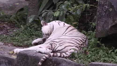 Weißer Tiger reibt sich die Augen